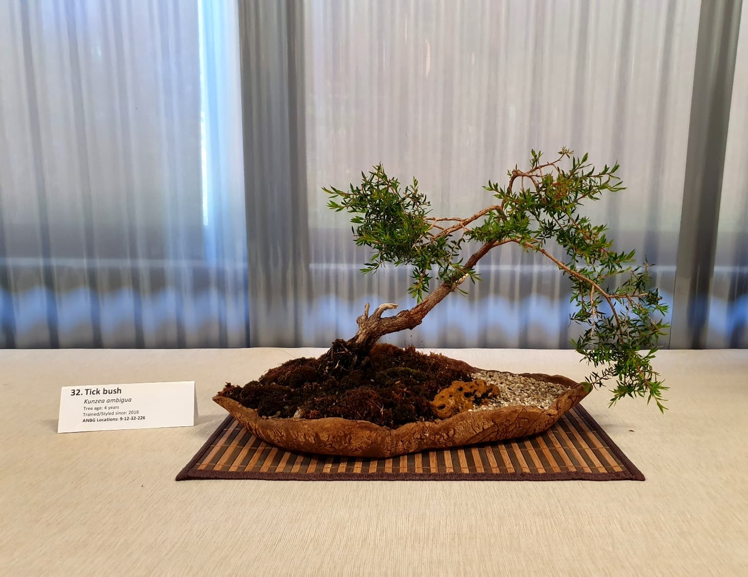 ANBG and Canberra Bonsai Society exhibit 40+ Australian bonsai with beginner tips