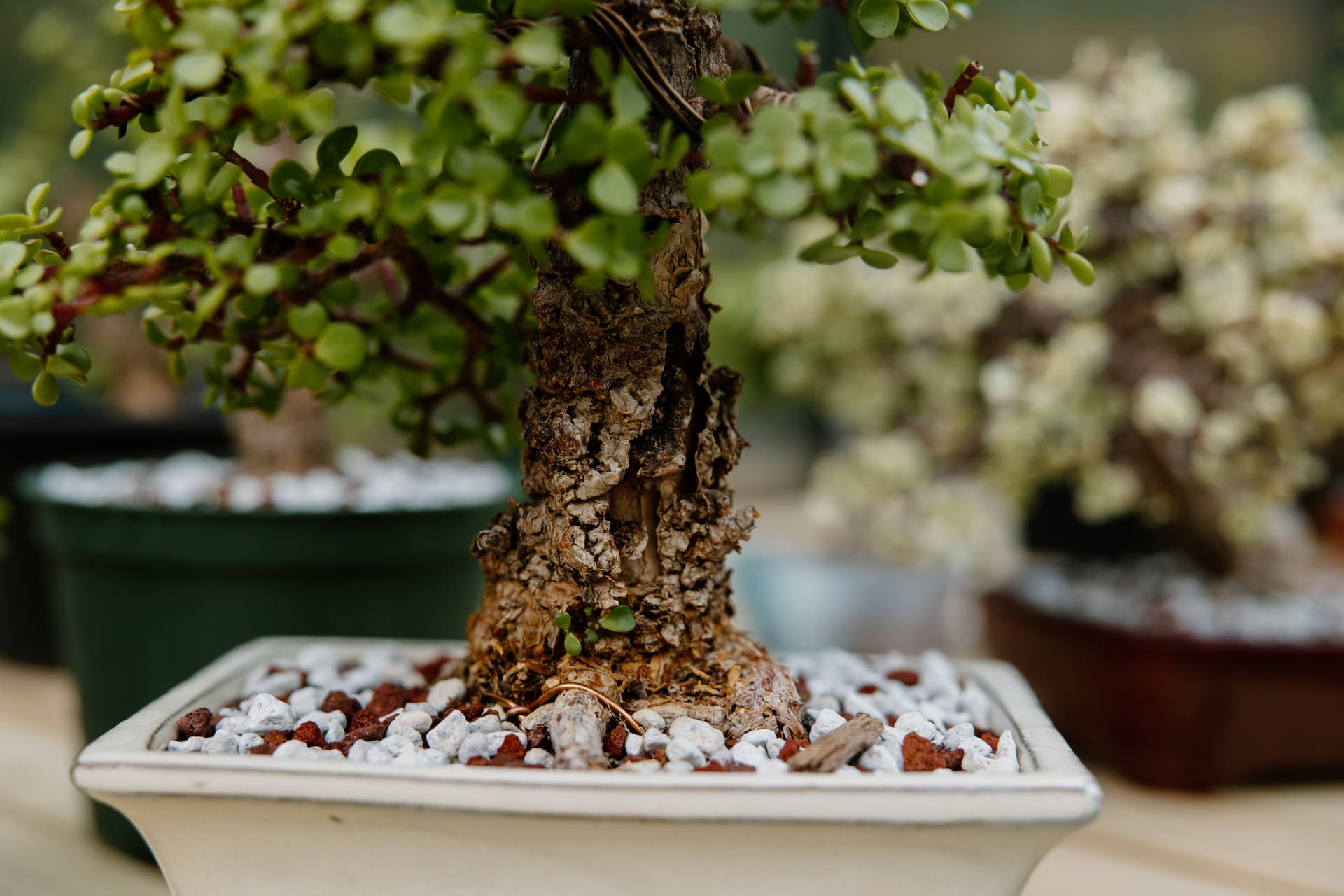 Barrington Bonsai grows resilient cork bark dwarf jade in backyard greenhouse