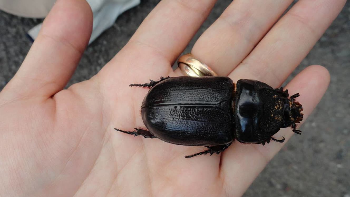 Hawai‘i County Extends Voluntary Coconut Rhinoceros Beetle Restrictions Through April 30