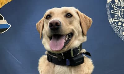 Two Arrested in Kaʻū on Active Warrants, Released After Bail; Two Sought