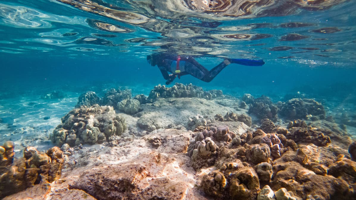 Hawaiʻi County Closes Kahaluʻu Beach Park May 1–10 for Coral Spawning