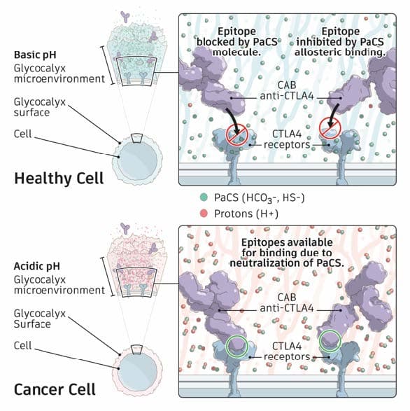 BioAtla to cut 70% of staff and pursue asset sales
