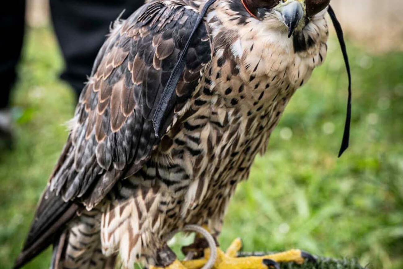 Falconry skills help rehabilitate Chartres Cathedral peregrine for the wild