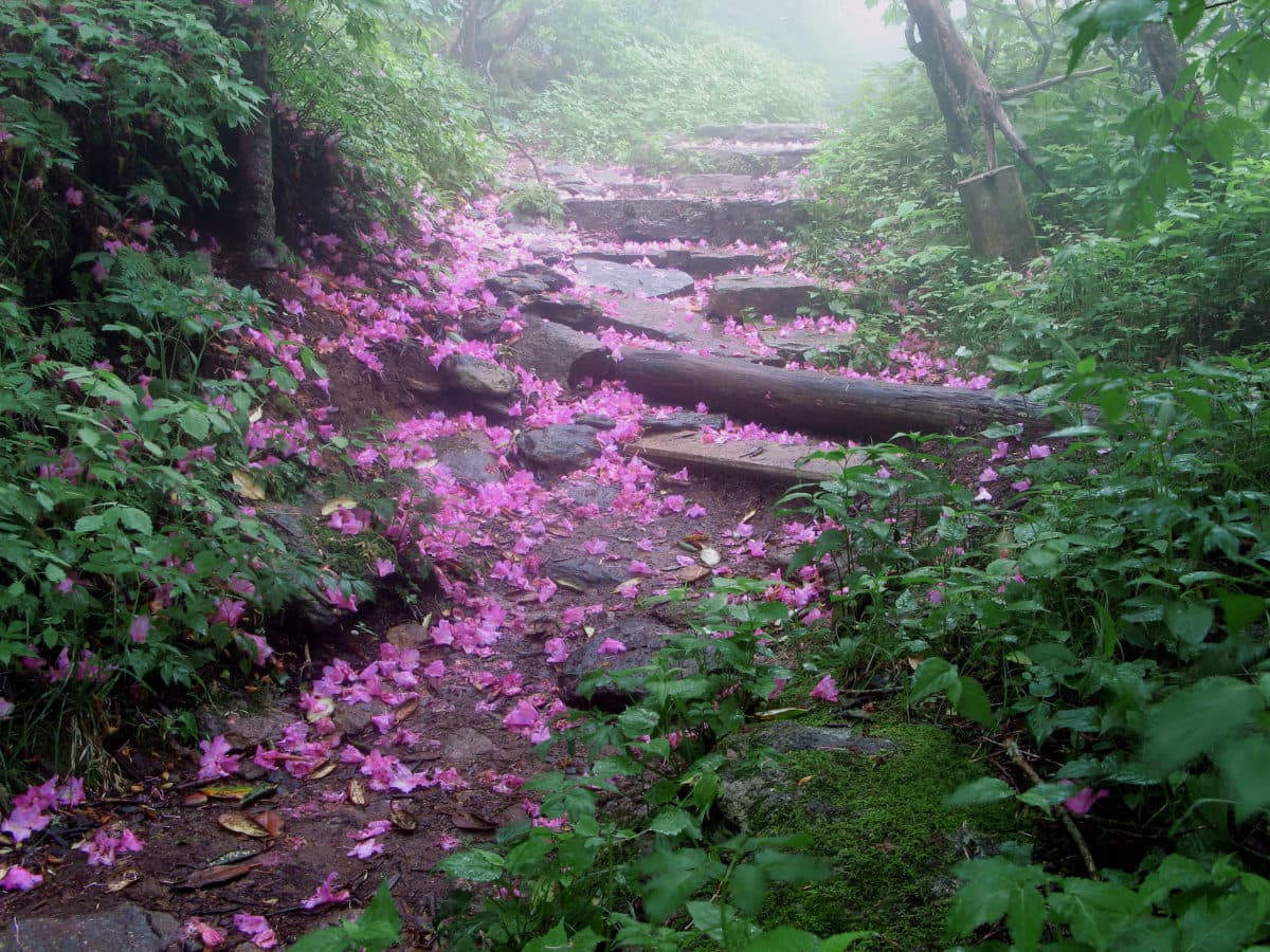 Three Blue Ridge Parkway stops to visit near Asheville this June