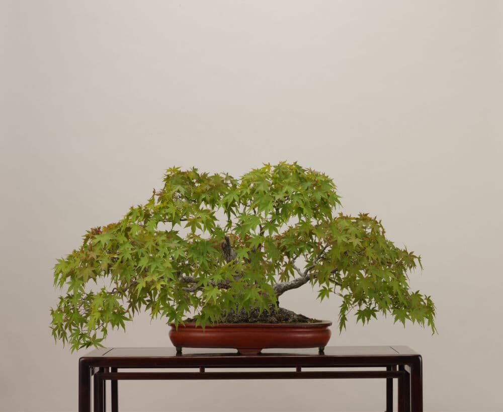 BONSAIENCE Launches Interactive 3D Bonsai Digital Twin Museum for Omiya Collection