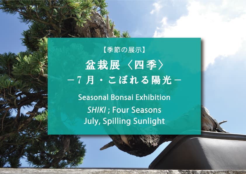 Omiya museum opens summer bonsai and suiseki exhibitions