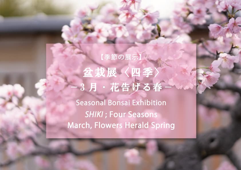 Omiya Bonsai Art Museum Opens Shiki: March, Flowers Herald Spring Sun Exhibition
