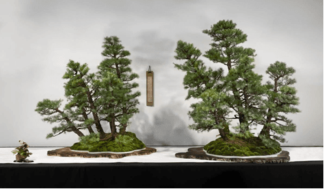 Central Coast Bonsai Open 2026 Draws 100 Trees, Awards $5,000 in Prizes