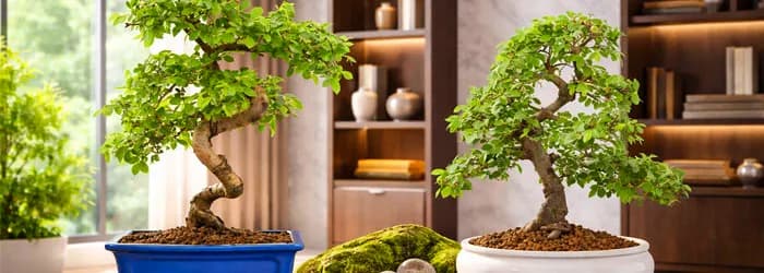 Bonsai Direct marks World Bonsai Day with live sales and beginner advice