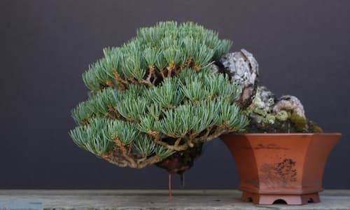 Bonsai Wiring Guide, Shape Branches Without Harming Tree Health