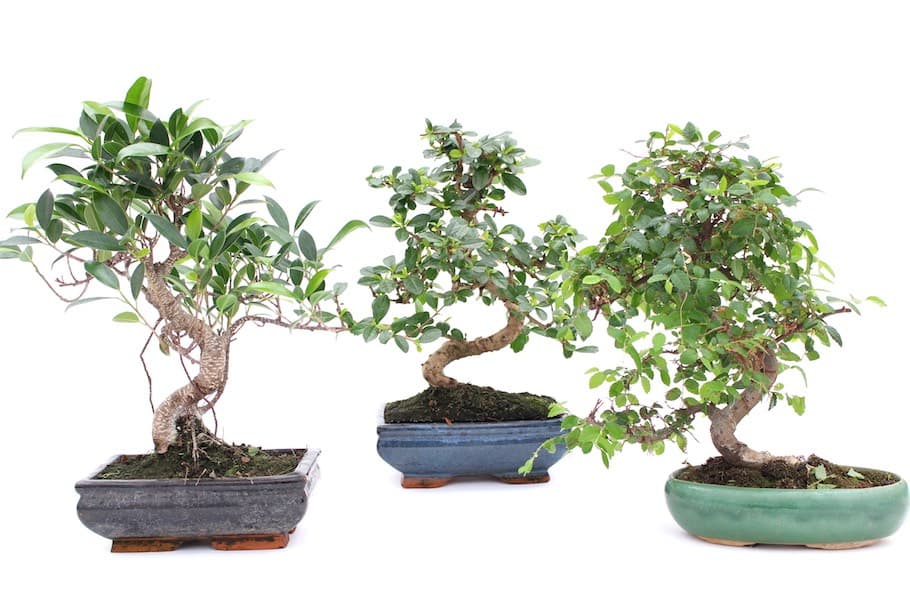 12 Expert Secrets to Keep Indoor Bonsai Thriving Year-Round