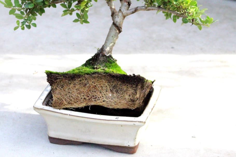 Bonsai Empire Guide Teaches Species Selection, Styling, Maintenance for Beginners