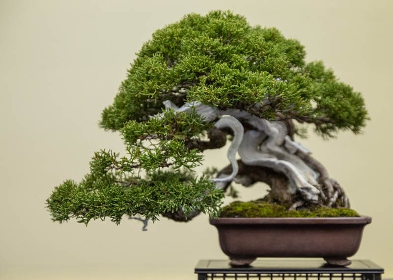 Bonsai Empire explains how to keep juniper bonsai healthy outdoors