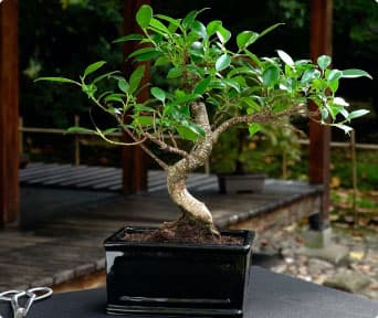 Choose Your First Outdoor Bonsai Based on Climate, Space, Season