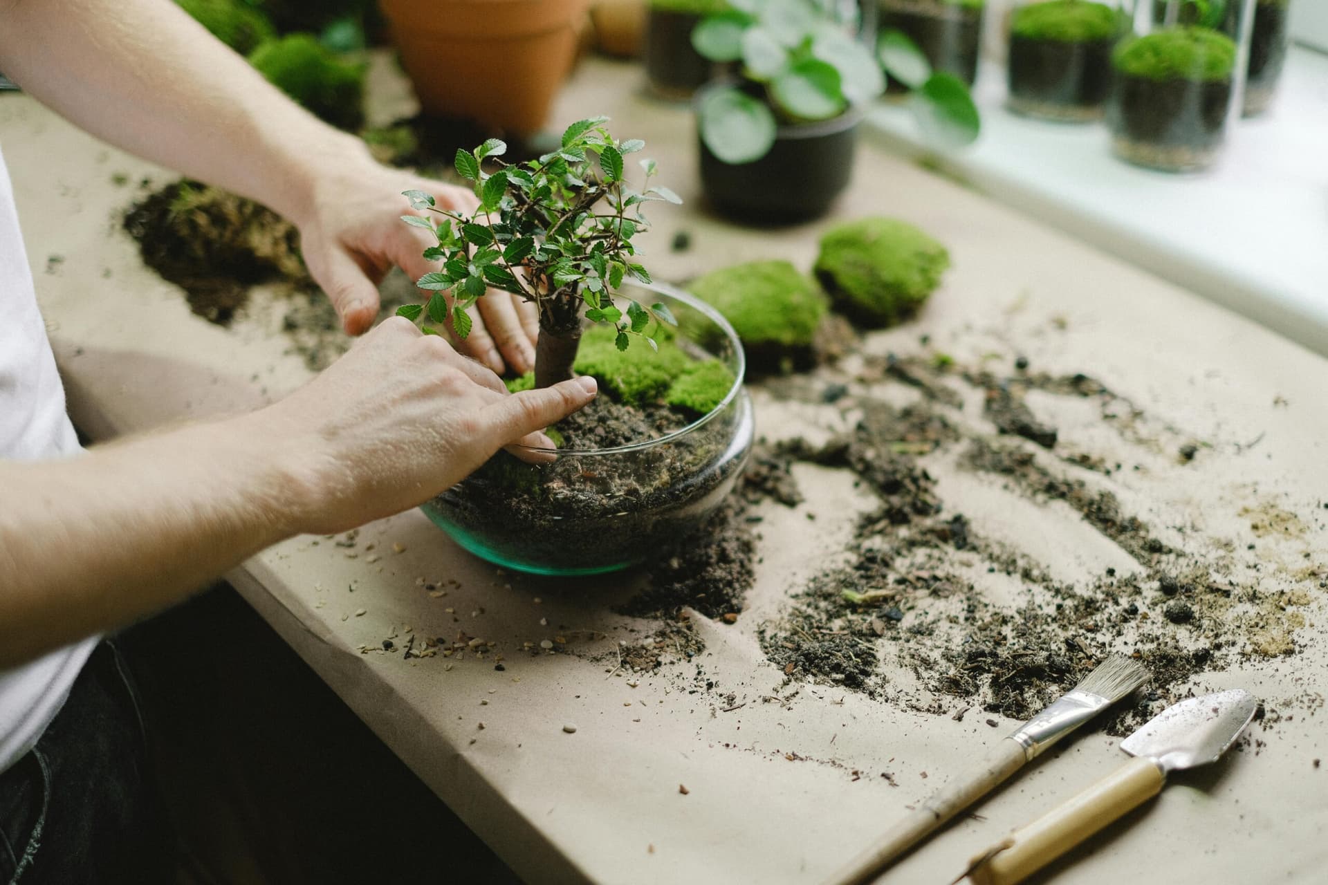 Bonsai growers focus on winter repotting prep and species timing