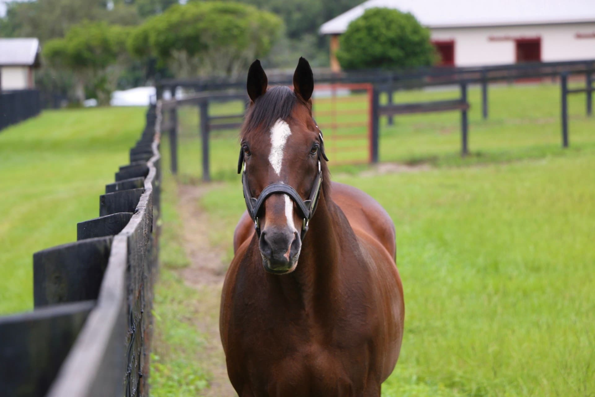 Stormy Atlantic, Influential Thoroughbred Stallion, Dies at Age 32