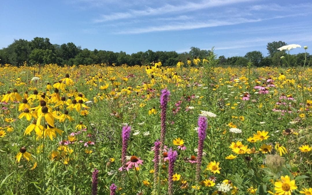 Free Parklands walk will spotlight native prairie plants