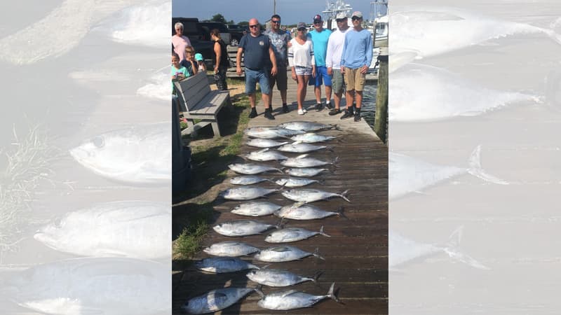 North Carolina Blackfin Tuna Bite Heats Up With 40-Plus Fish Days
