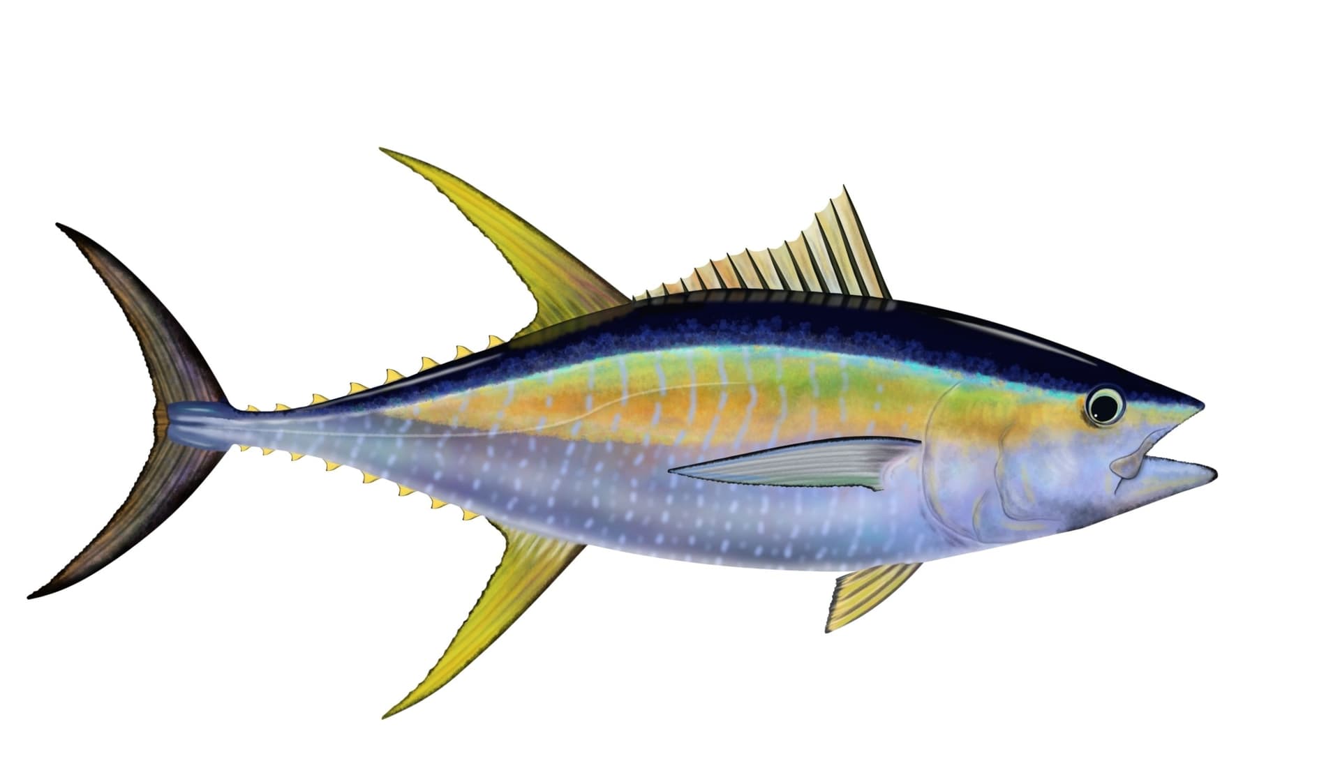 Yellowfin Tuna Drive Carolina Charters, State Records and Offshore Angling