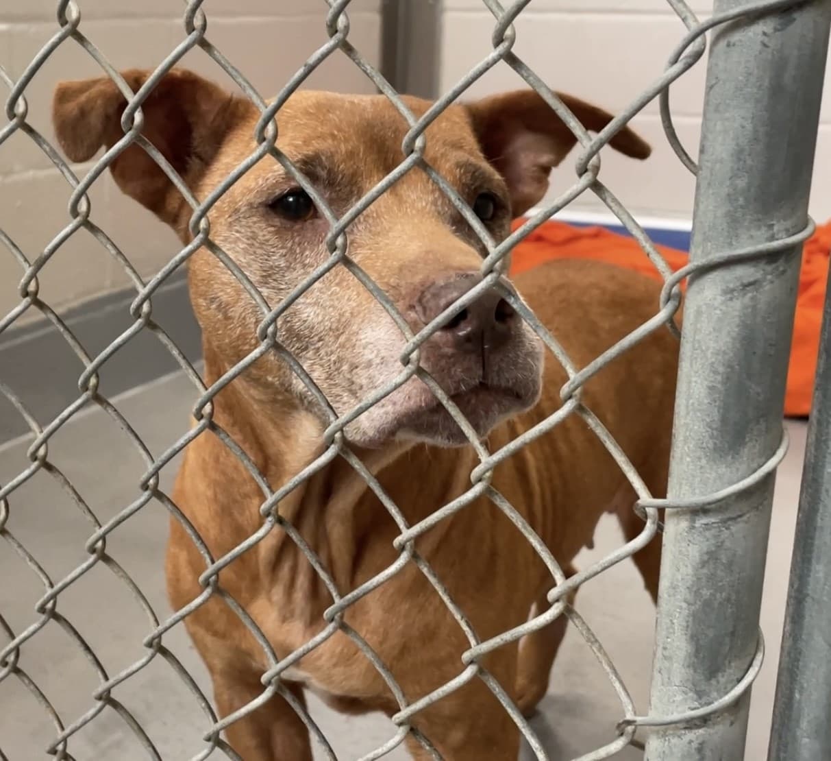 Wake County animal center plan sparks southeast Raleigh objections; data centers opposed