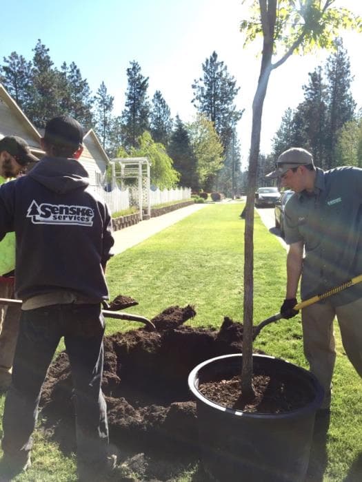 Coeur d'Alene Offering 100 Free Street Trees; Signups by March 13