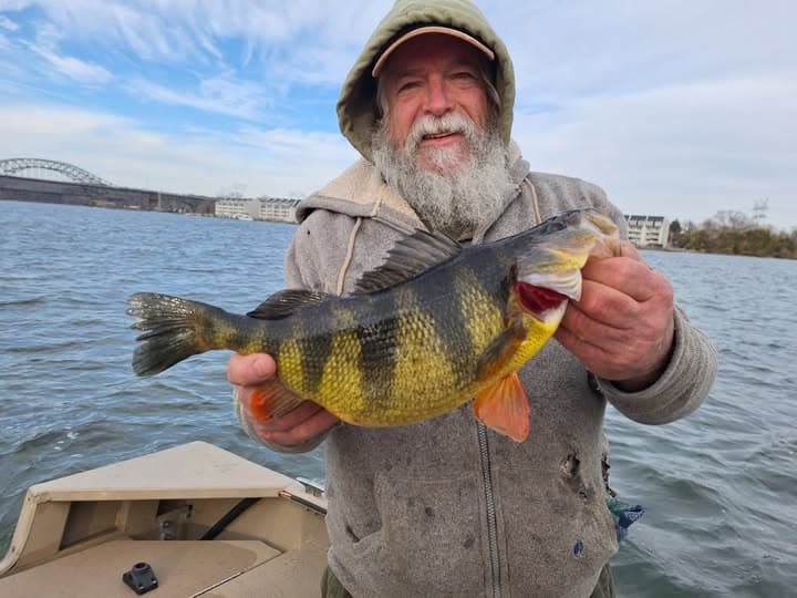 Maryland cuts recreational yellow perch limit to five