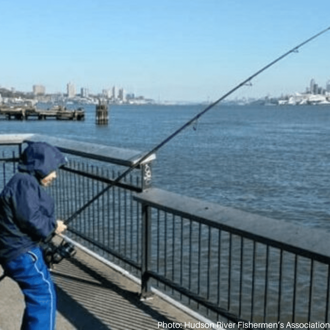 New York Eases Hudson River Fish Consumption Rules After 50 Years of PCB Restrictions