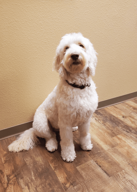 Coryell County website updates: jury cancellations, burn ban suspension, and therapy dog support