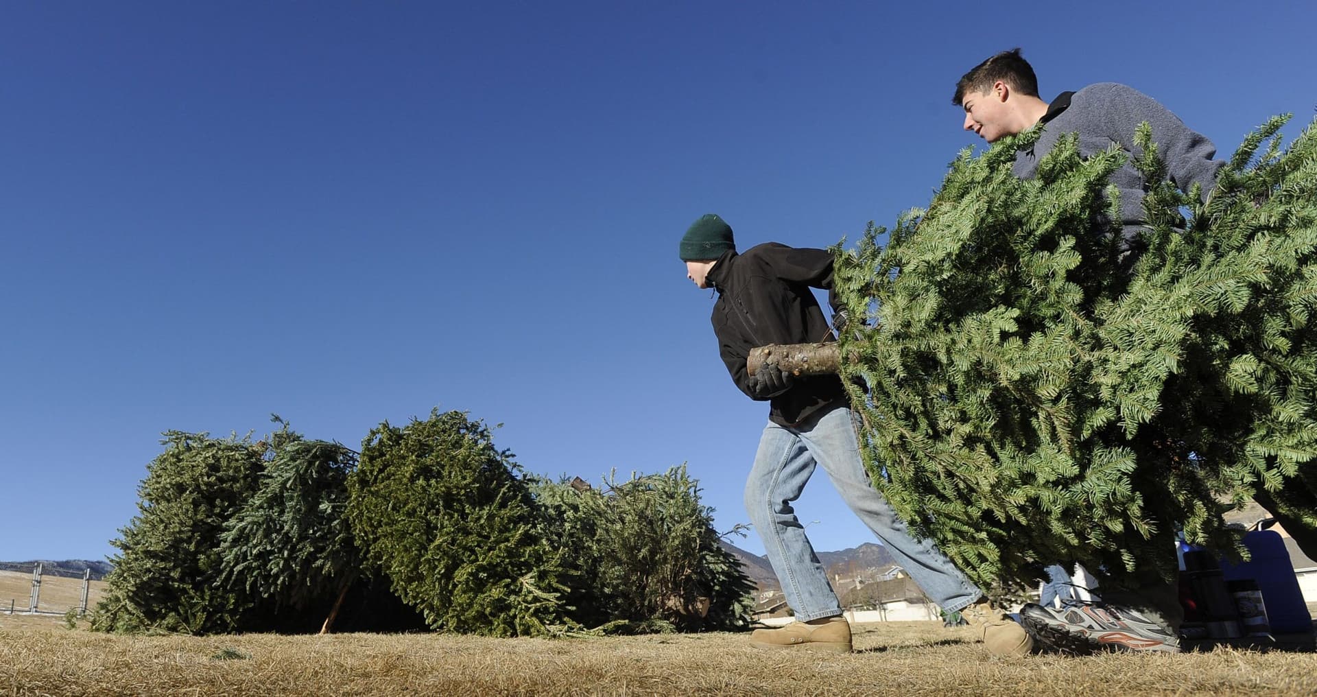 Denver launches TreeCycle program, offers free mulch in May