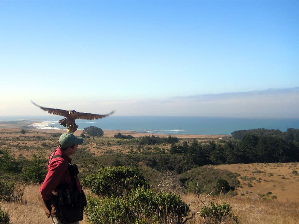 Costanoa adds recurring falconry show with Kenny Elvin for guests