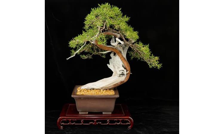Huntington's Annual Bonsai Celebration Brings Expert Talks, Auction to San Marino