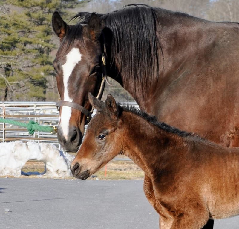 Blazing Sevens Sires First Foals, Arriving at Darby Dan Farm