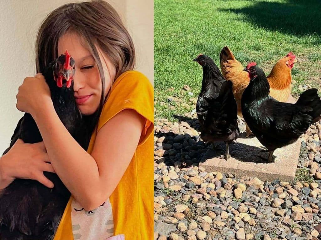 Douglas County Deputy Lopez Corrals Escaped Chickens, Reunites Trio With 9-Year-Old Maple