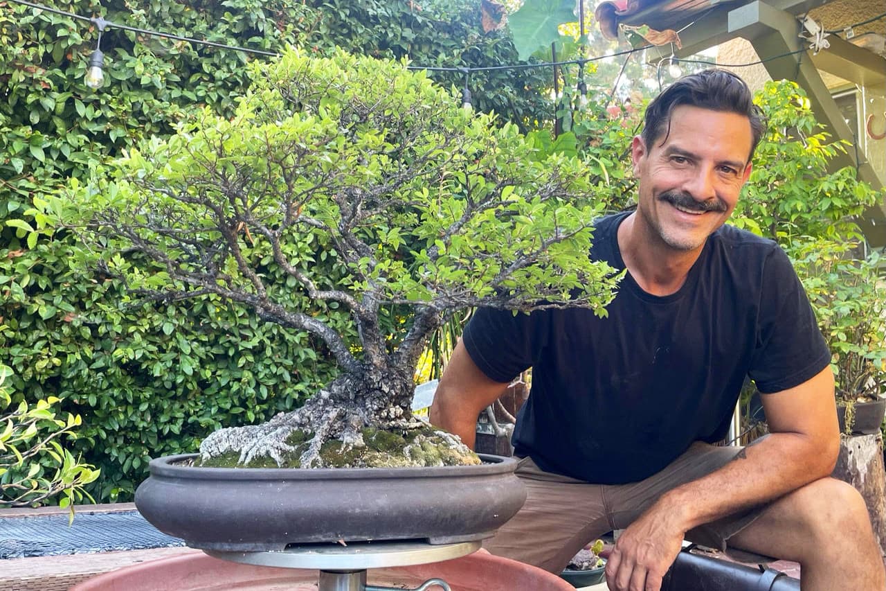 Huntington bonsai workshop lets students shape 50-year-old boxwood trees