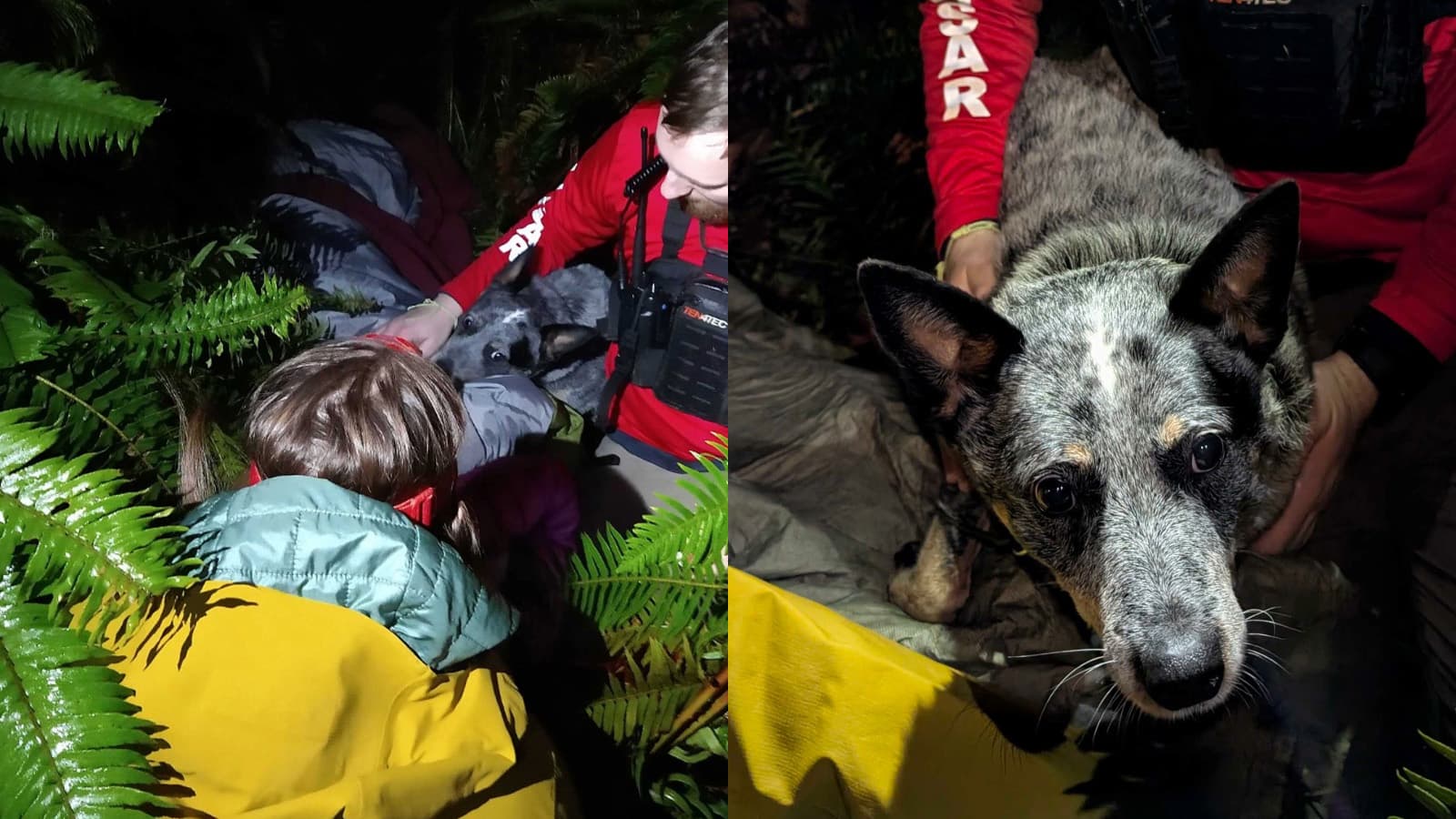 Dog’s alert leads rescuers to Elmira woman with hypothermia