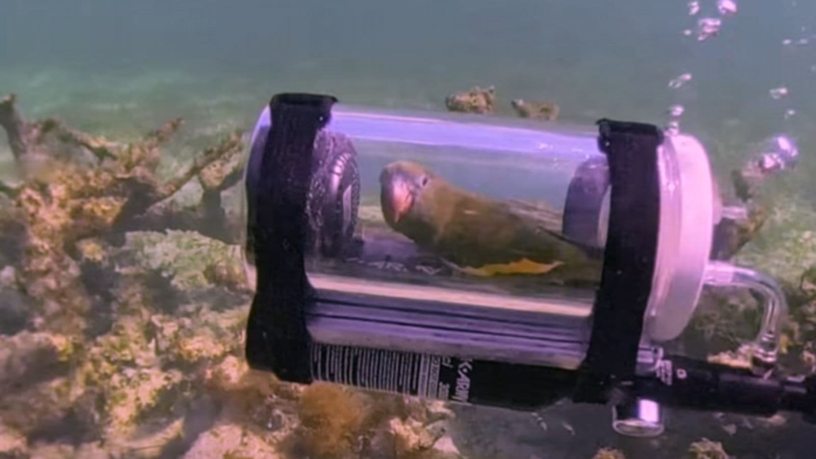 Parrot Owner Builds Mini Submarine So His Bird Can Explore Bahamas Waters