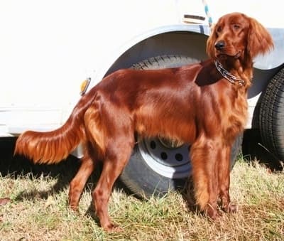 Irish Setters need active homes, outdoor adventures, and patient training