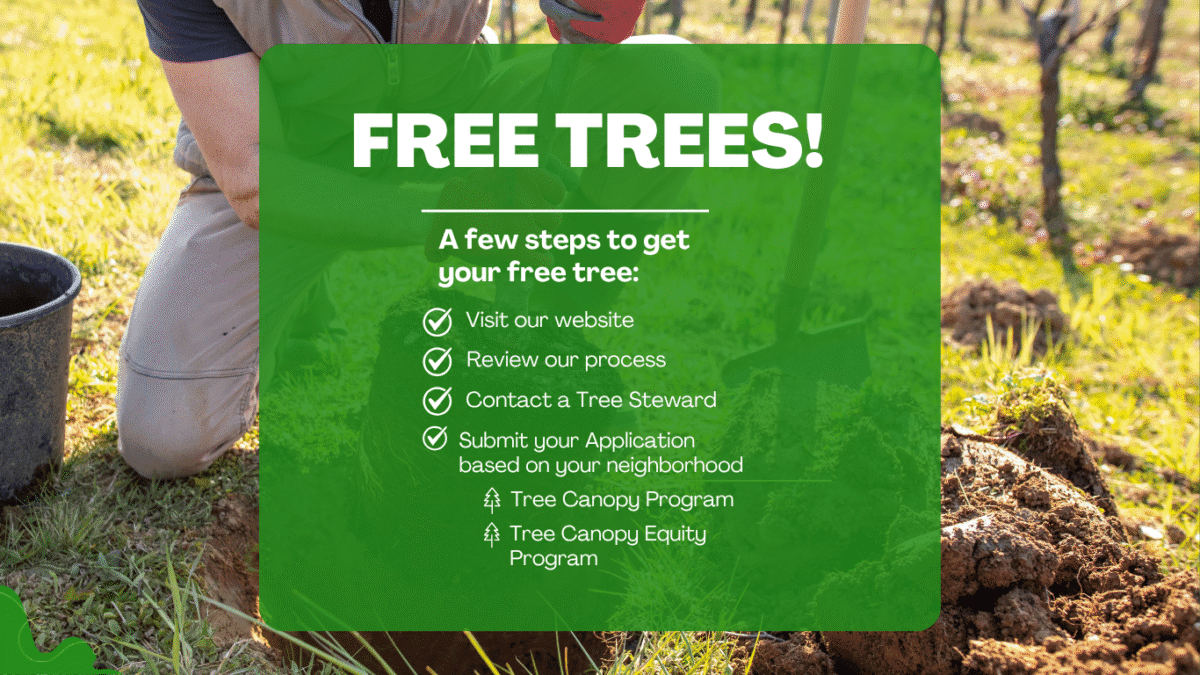 District Heights Announces Free Tree Program With Prince George's County
