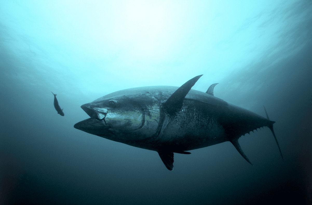 Lower Western Atlantic Harvest Helps Rebuild Atlantic Bluefin Tuna Stocks