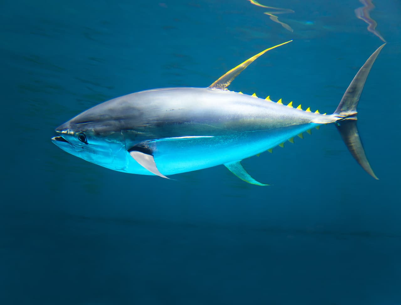 NOAA Schedules Tuna Advisory Webinar Ahead of IATTC Meetings