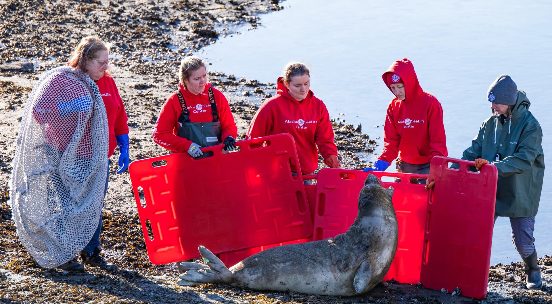 What to do if you find a stranded marine mammal on the North Coast