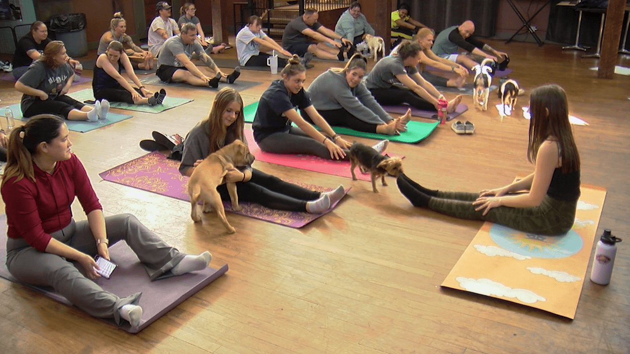 Align Yoga Hosts Rescue Puppy Yoga to Find Fosters and Forever Homes
