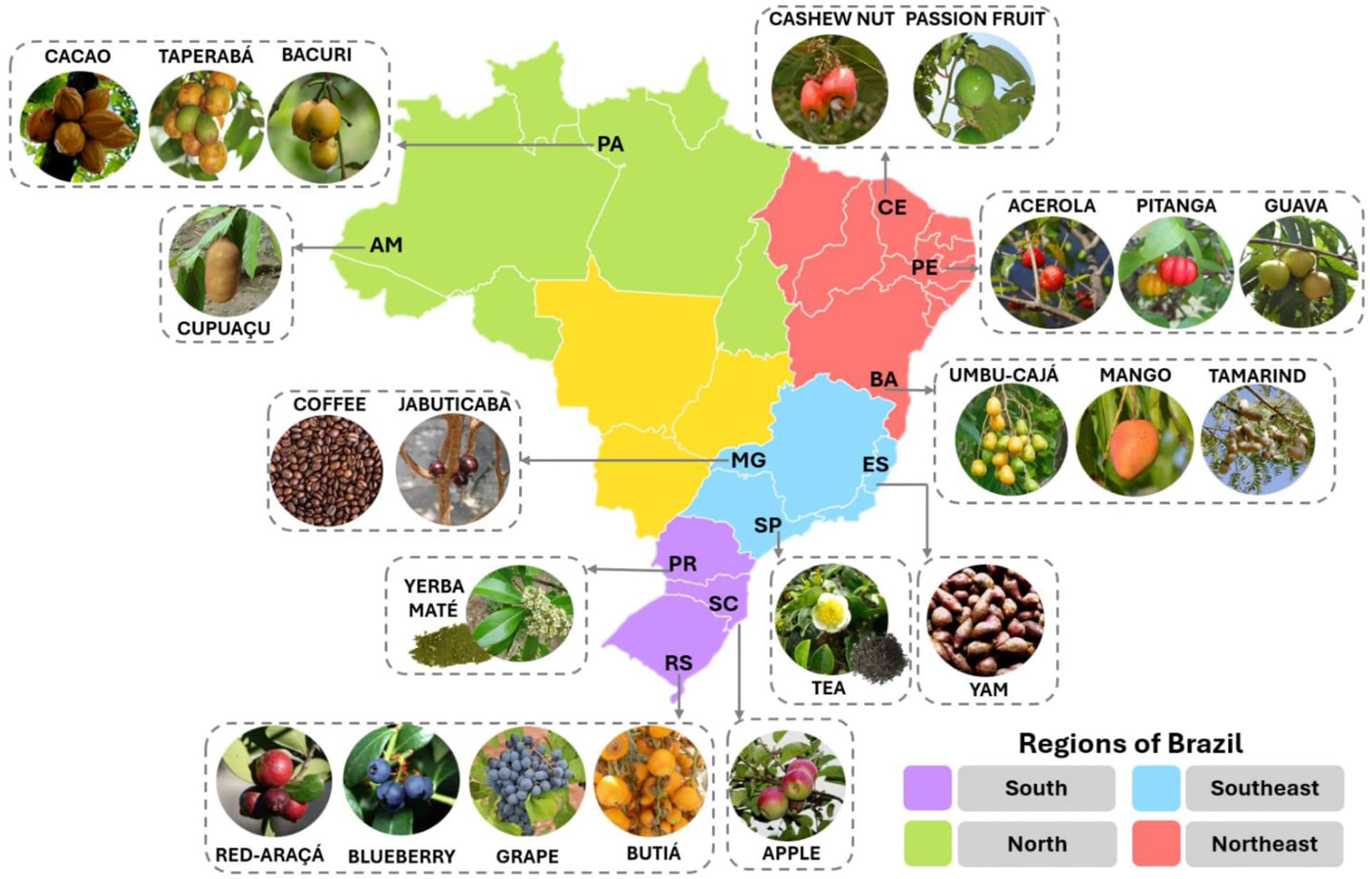 Brazilian researchers expand kombucha brewing with local fruits and crops