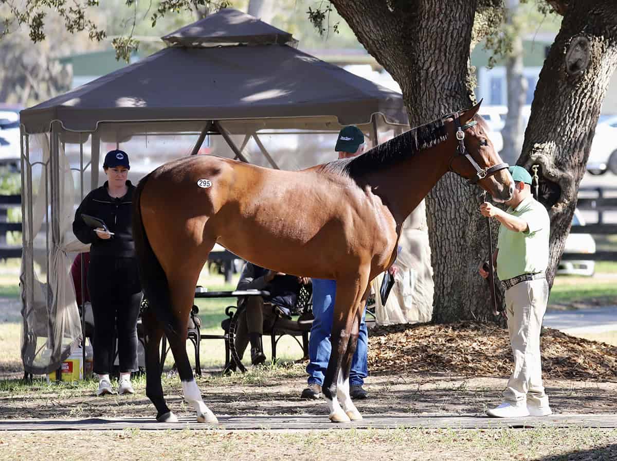 Nyquist Filly Sells for $2 Million to Top OBS March Sale Day 2