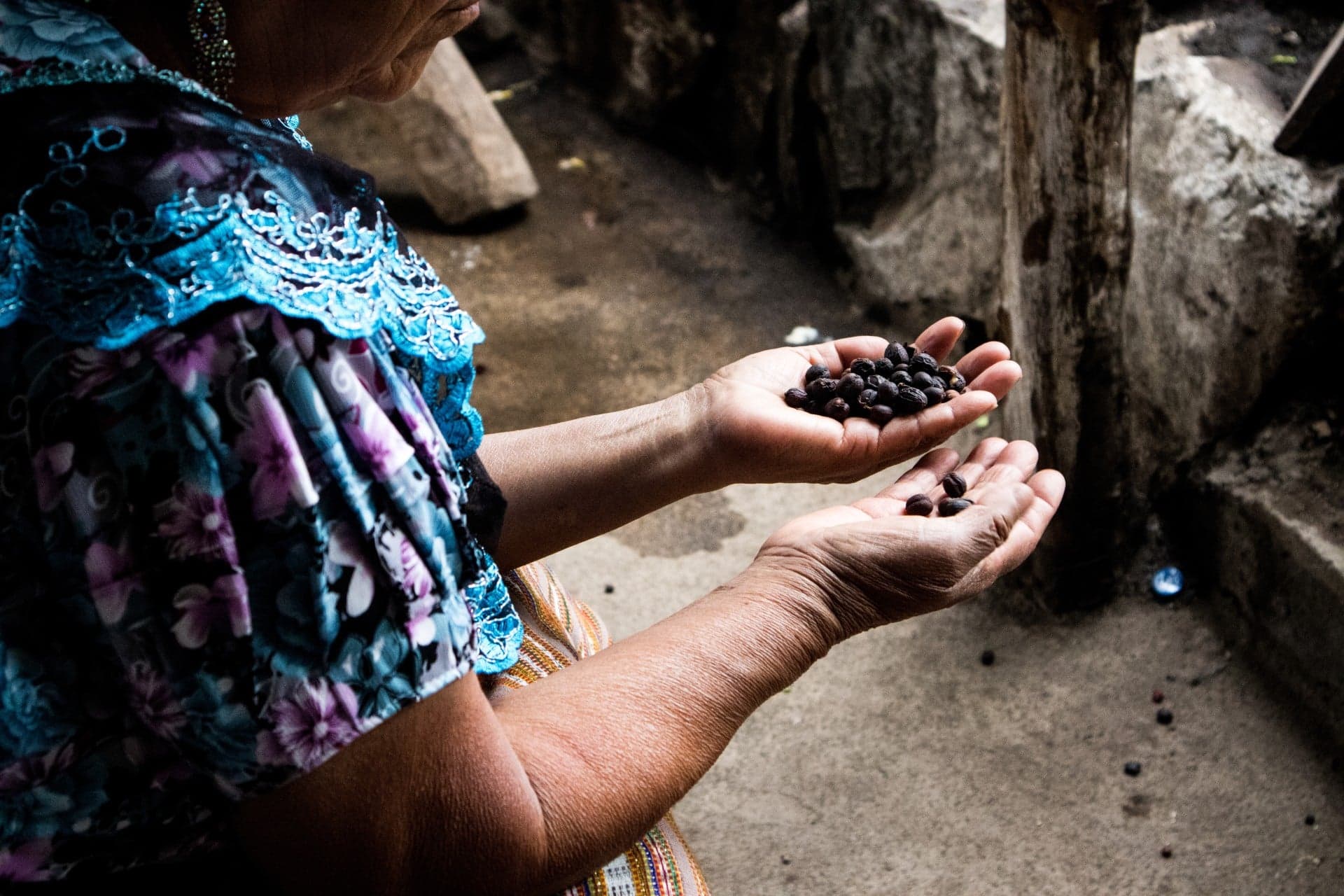 Guatemala Cup of Excellence draws highest coffee entries in nine years
