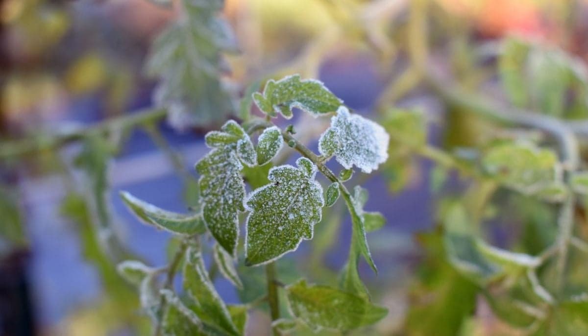 Freeze watch issued for Southwest Colorado, cold snap threatens crops