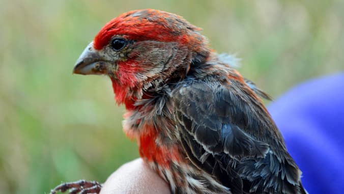 UH leads 98 projects to combat invasive species statewide