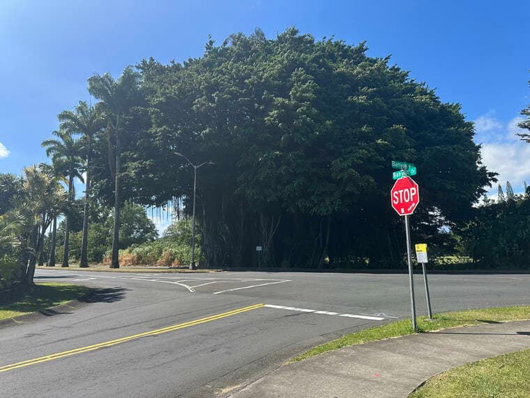 Southbound Lane Closed for Removal of Unstable Banyan Tree on Banyan Drive
