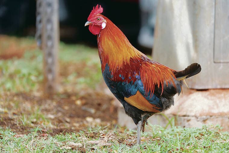 Two bills in Big Island County would allow killing of feral chickens