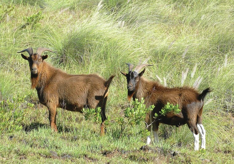 West Hawaii goat and sheep overpopulation strains roads, ecosystems, budgets